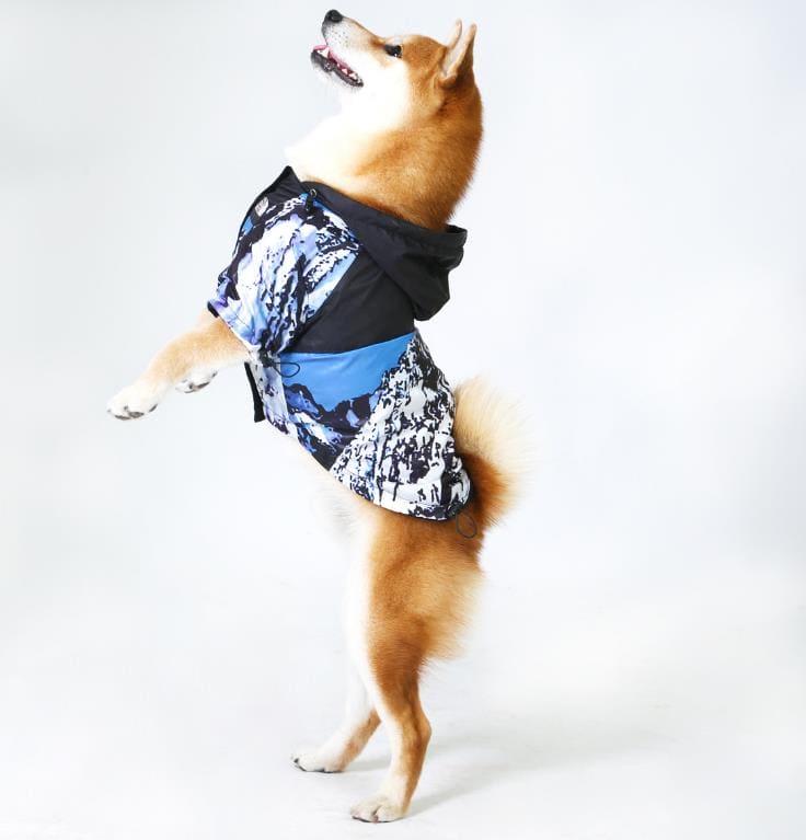 dog face coat on shibu inu standing