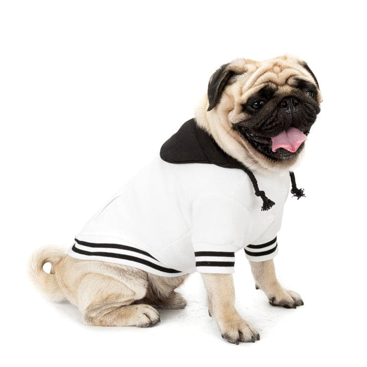 pug sitting wearing cute white sweater