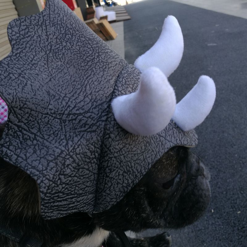 Pet Triceratops Dog Dinosaur Hat