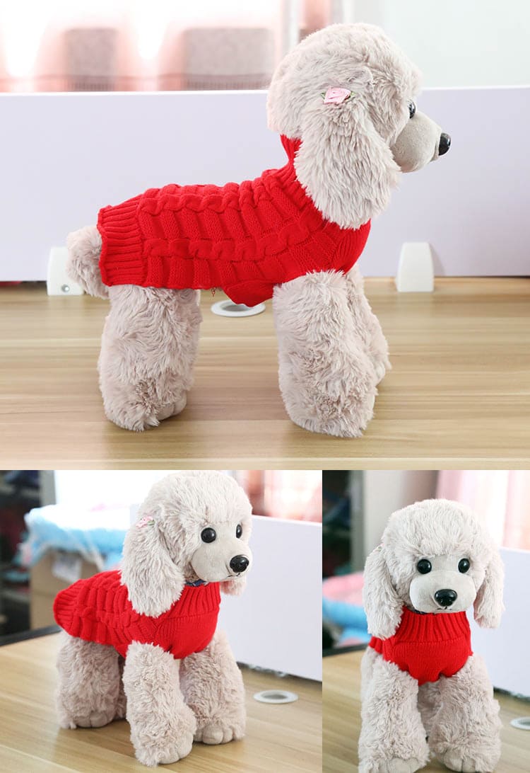 small dog in red braided knit sweater