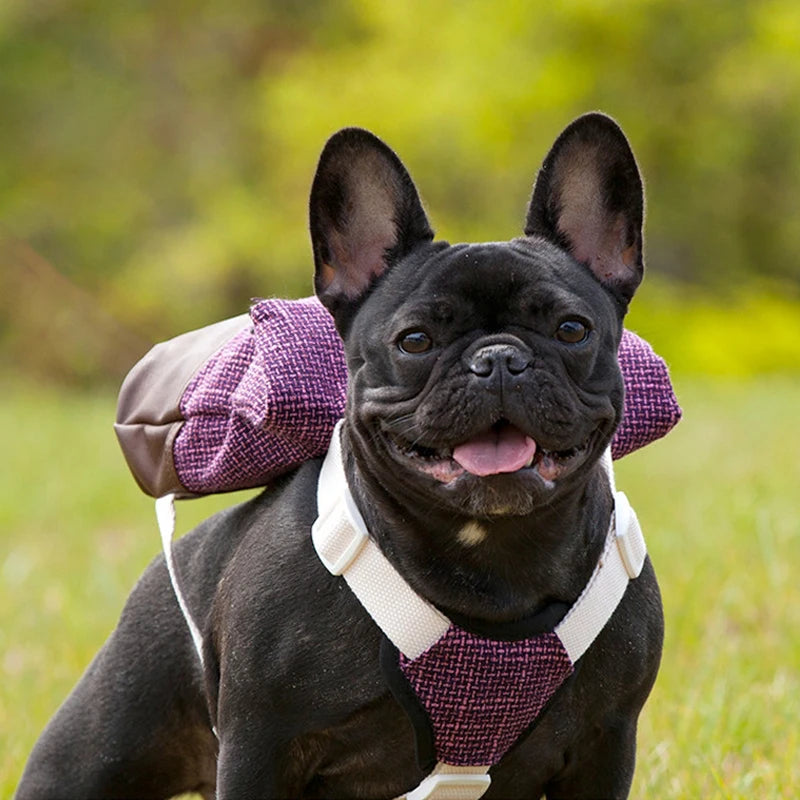 French bulldog wearing backpack standing in grass field looking happy