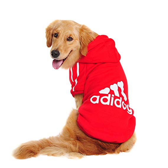 red adidog sweater on lab