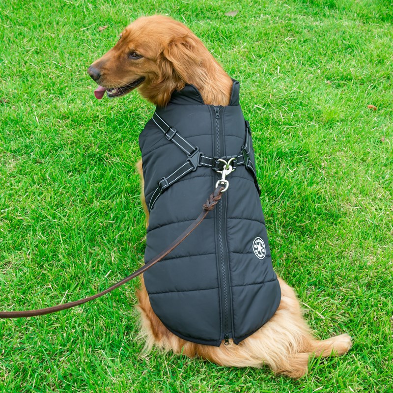 labrador black sports fashion coat sitting frass