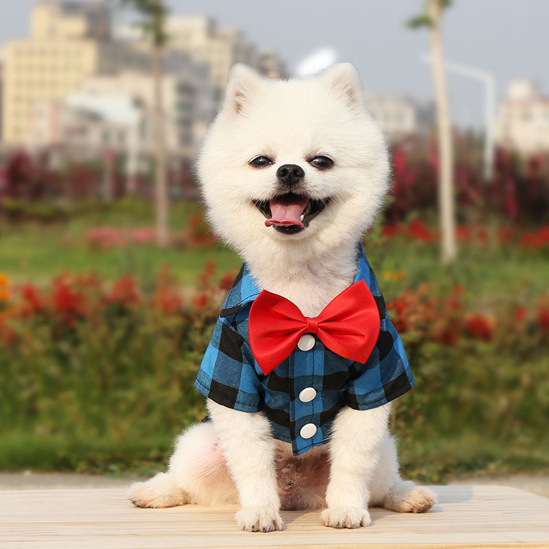 cute white dog wearing blue plaid shirt