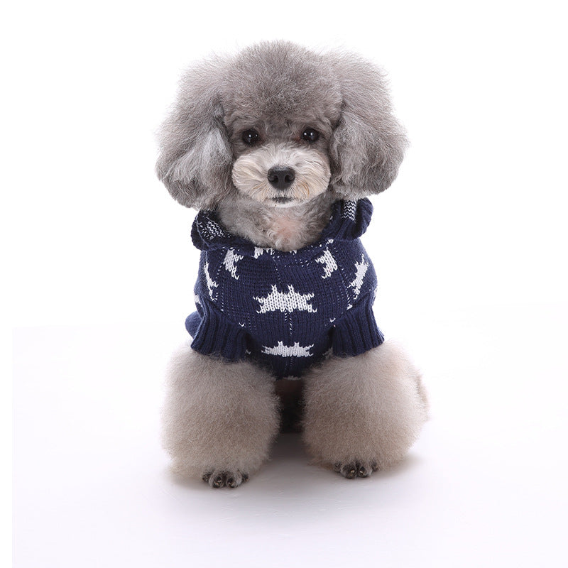 blue sweater white stars little dog facing cameta