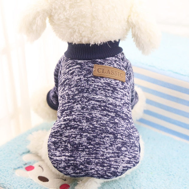 blue winter dog sweater sitting white dog