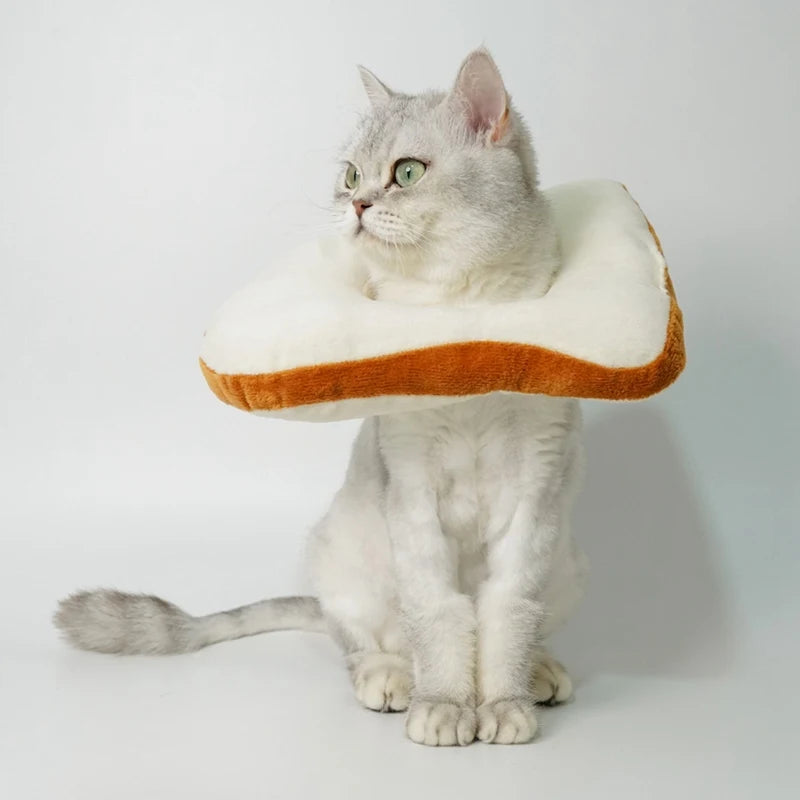 cute cat bread collar big