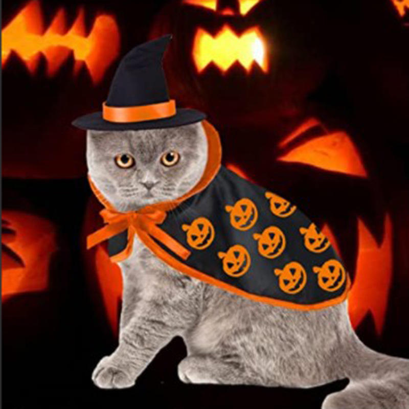 grey cat pumpkin cloak witch hat