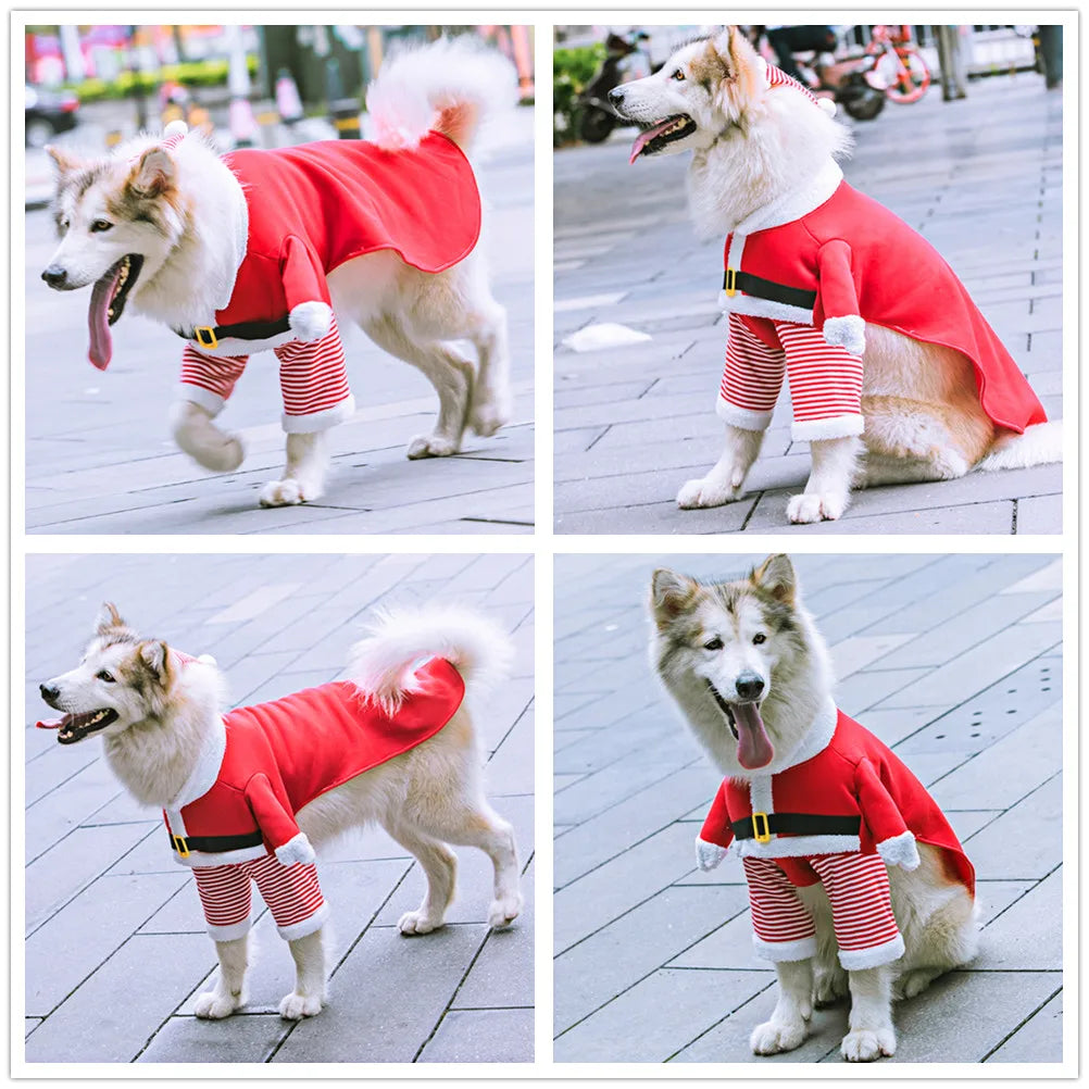 husky dressed as santa