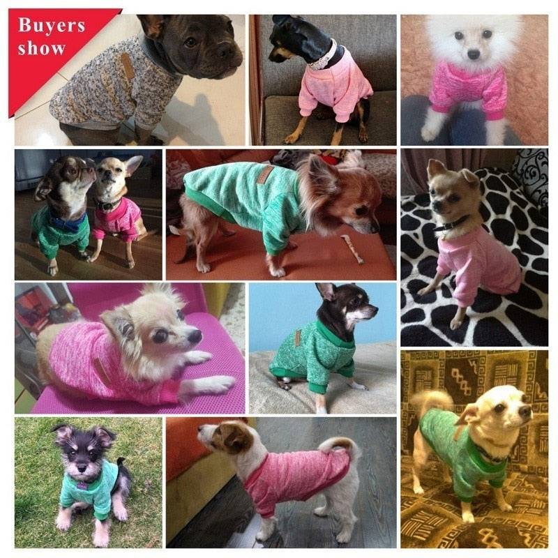 many pictures little dogs in winter sweaters