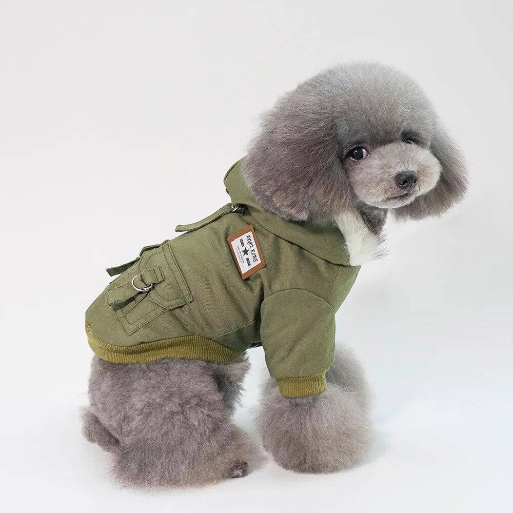 small grey dog with green winter coat white background