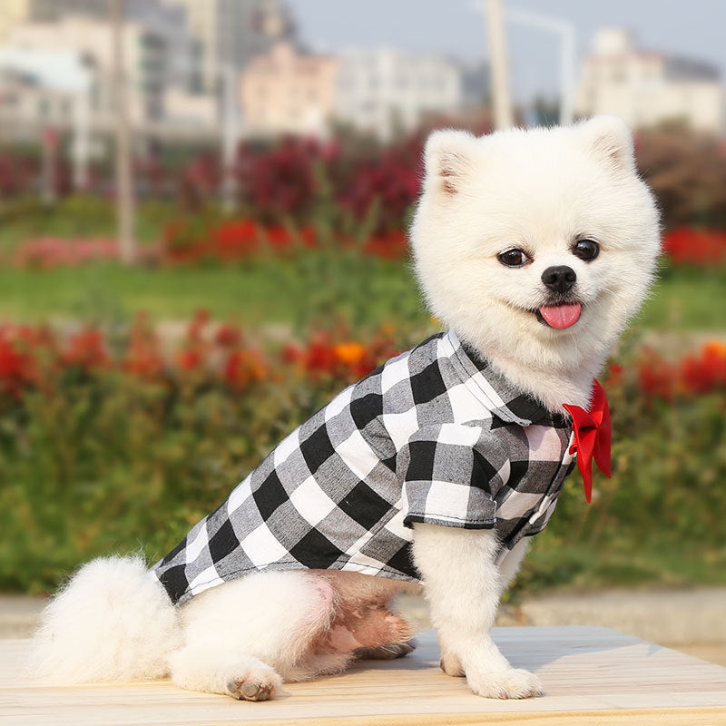 cute white dog black and white plaid