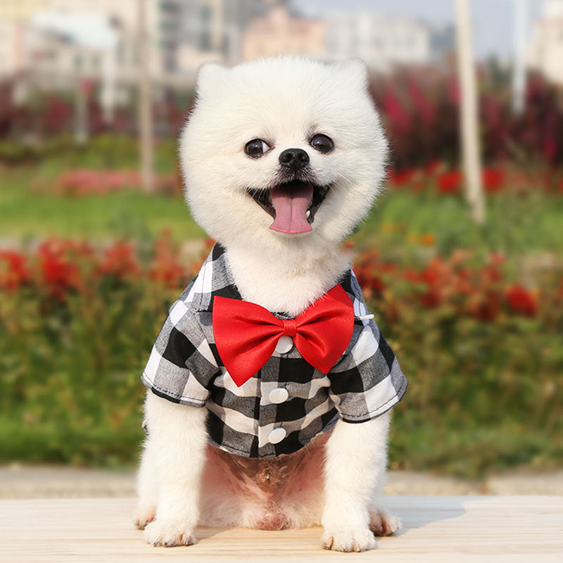 cute white dog in plaid