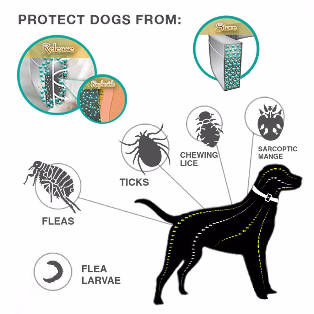 dog flea tick collar display picture