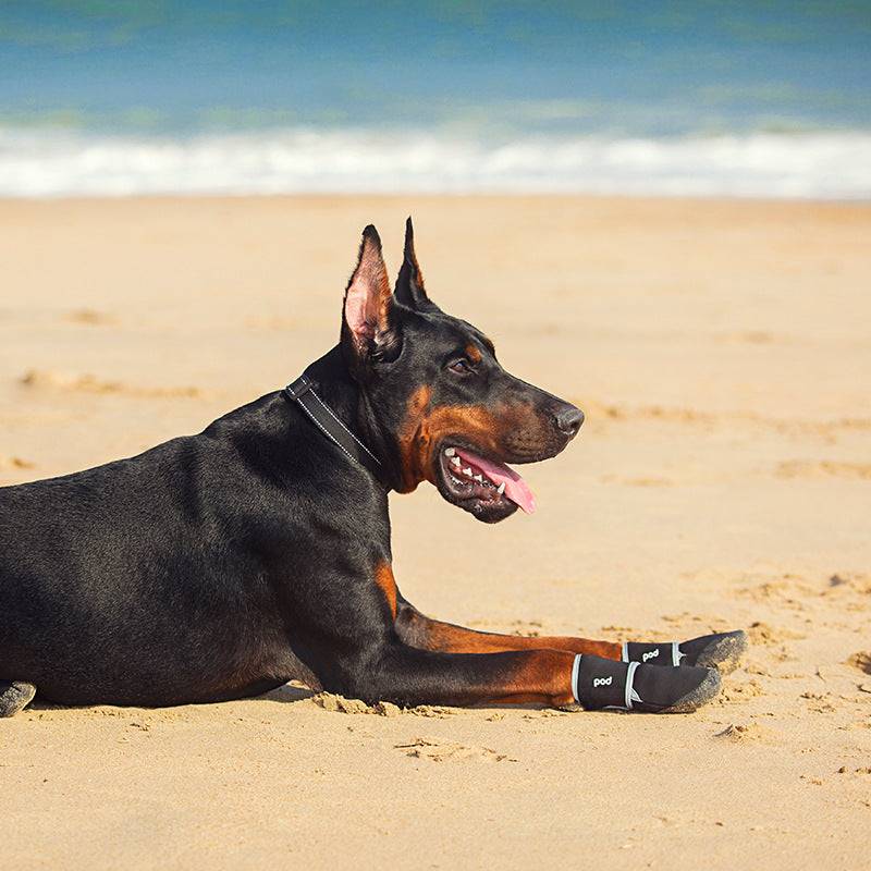 doberman wearing pod dog shoes on beach