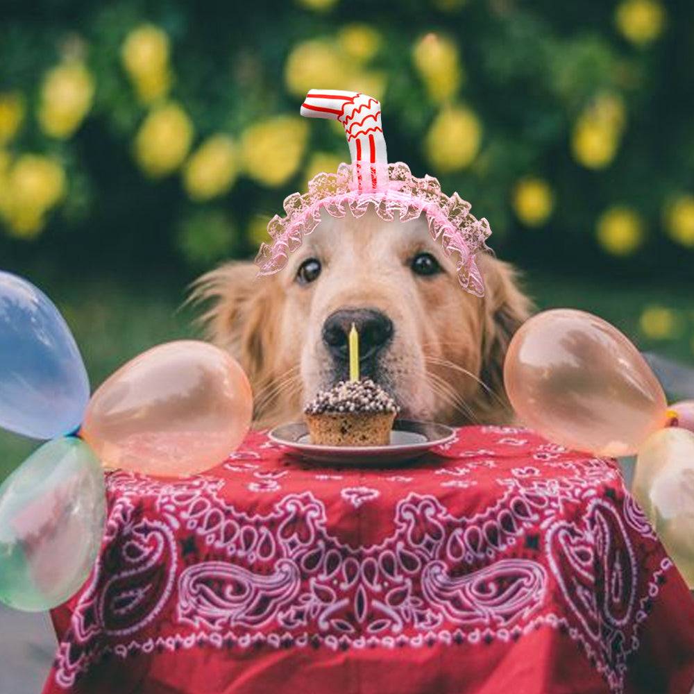 dog birthday cupcake retriever milkshake hat