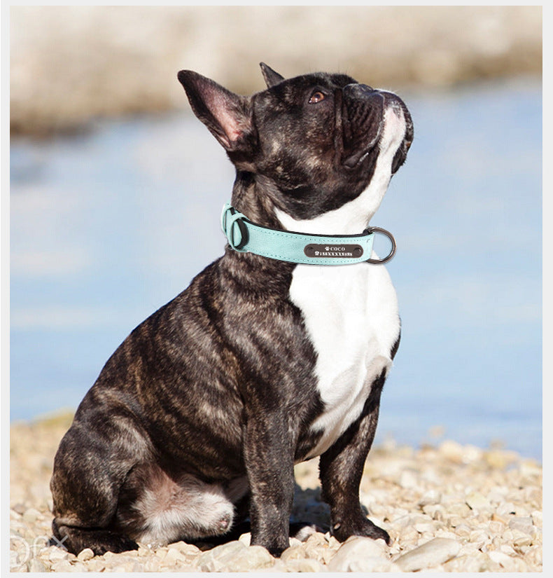 french dog wearing teal collar