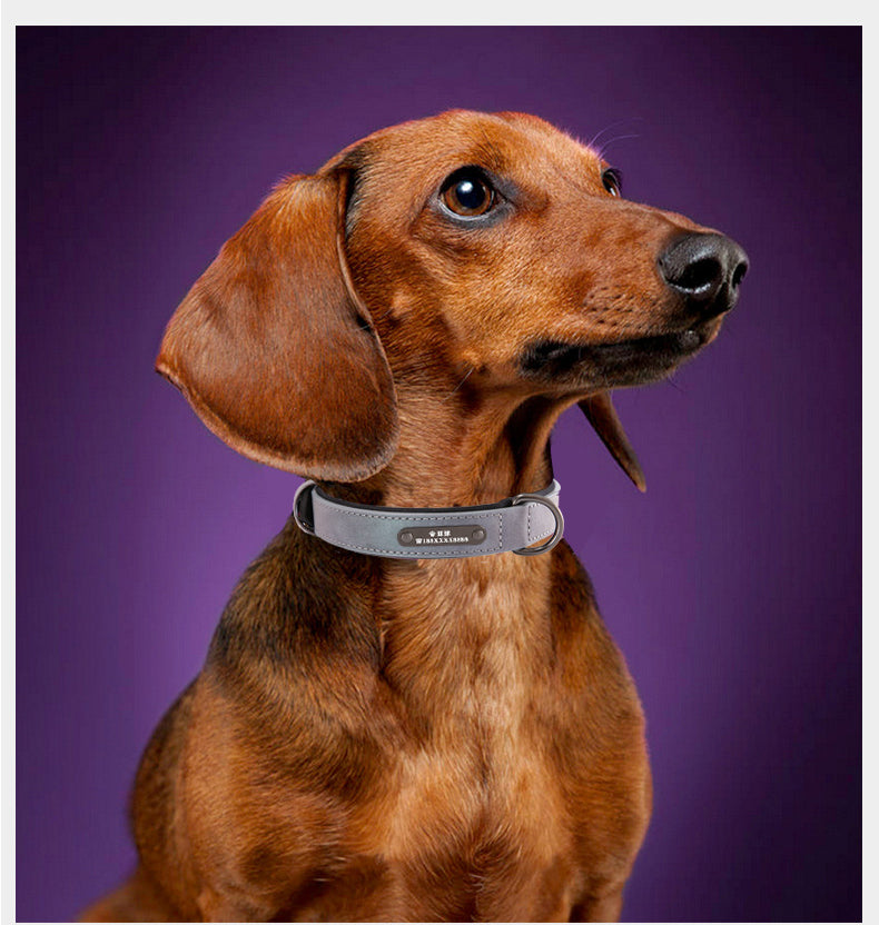 wiener dog wearing collar