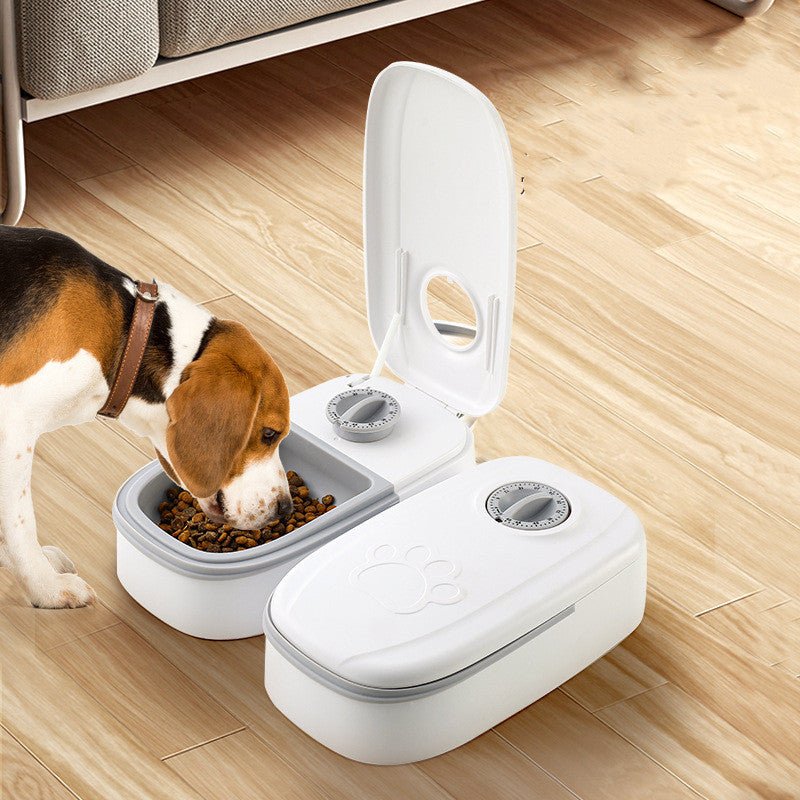 beagle eating food from timed dispenser