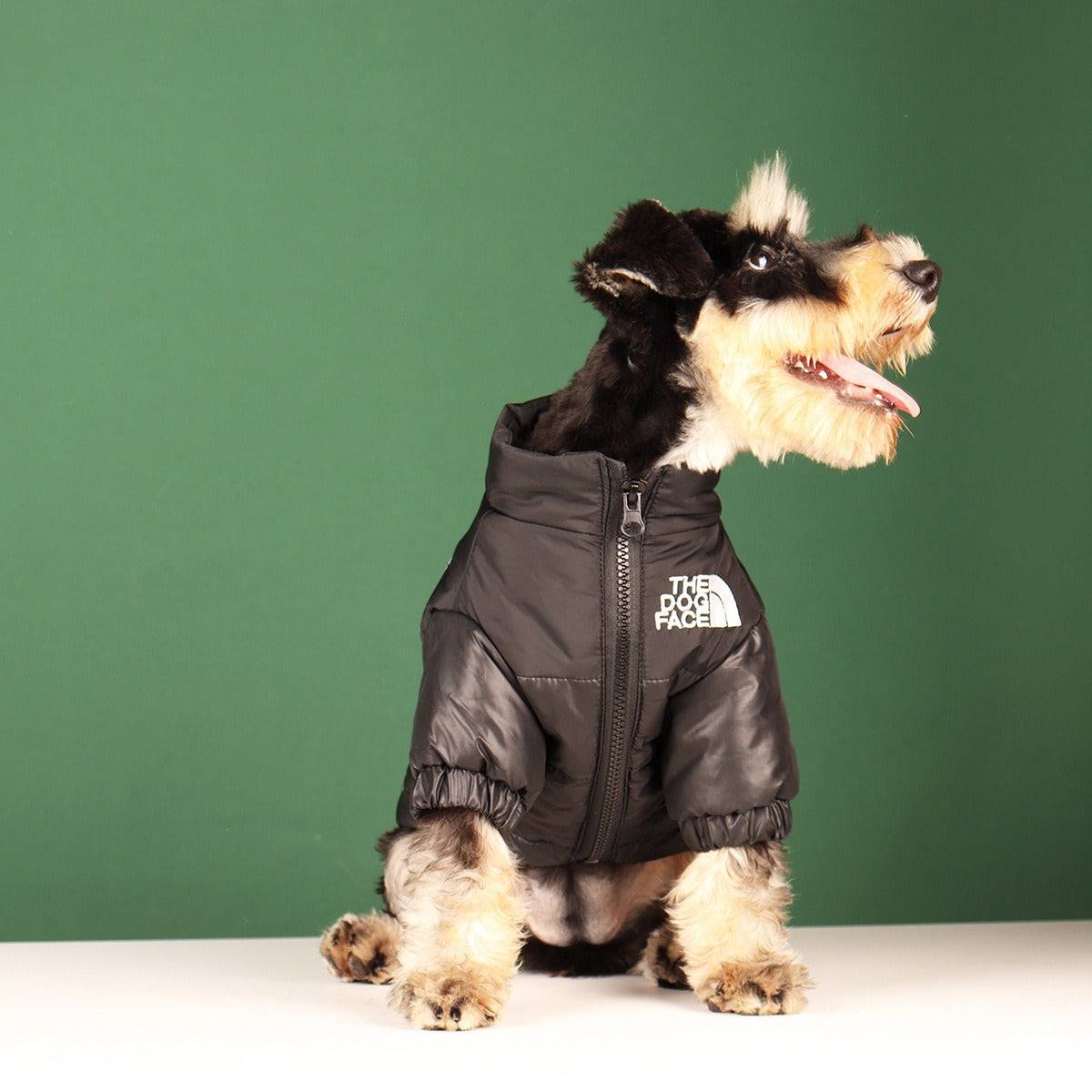 schnauzer dog face black puffy coat 