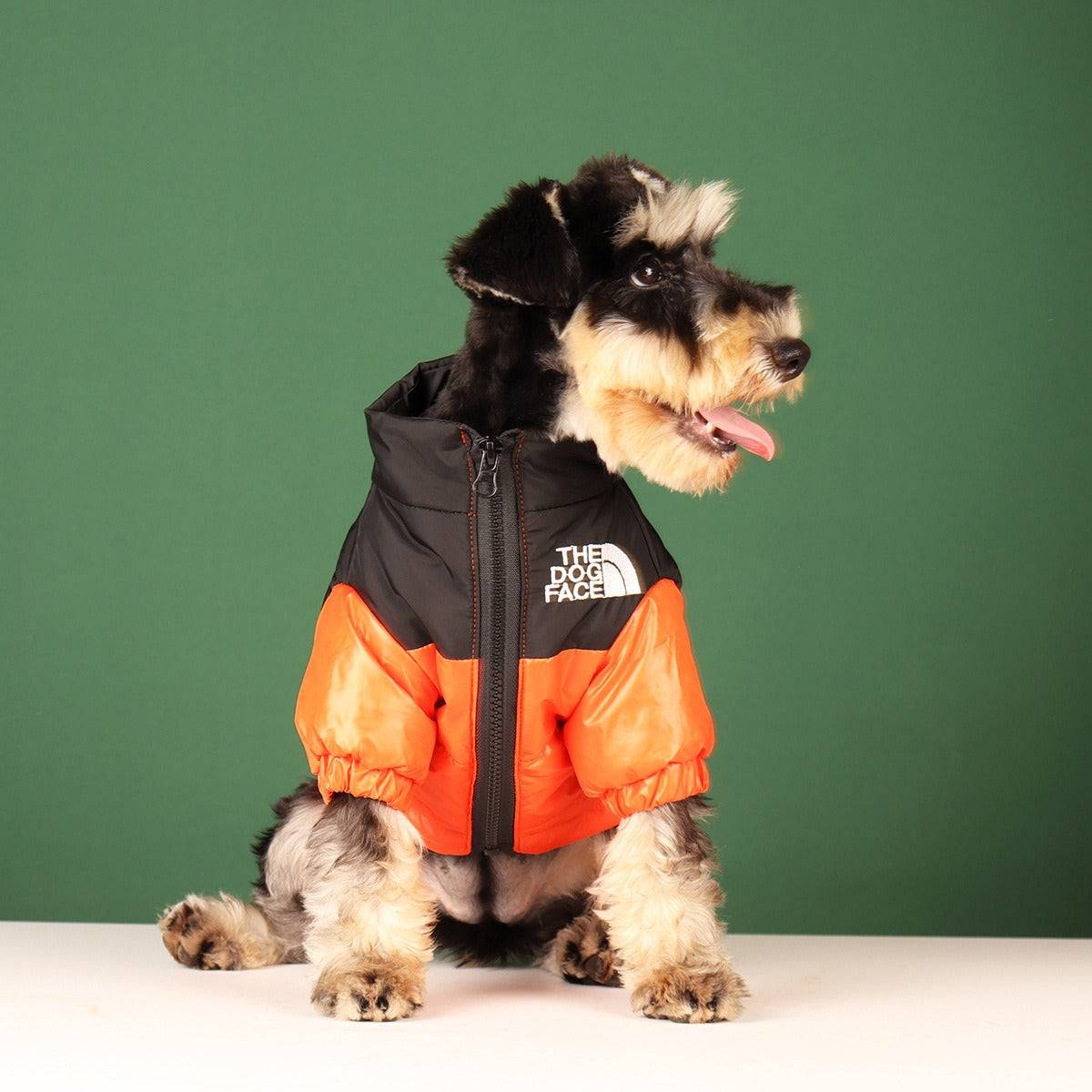 orange dog face puffy winter coat schnauzer green background