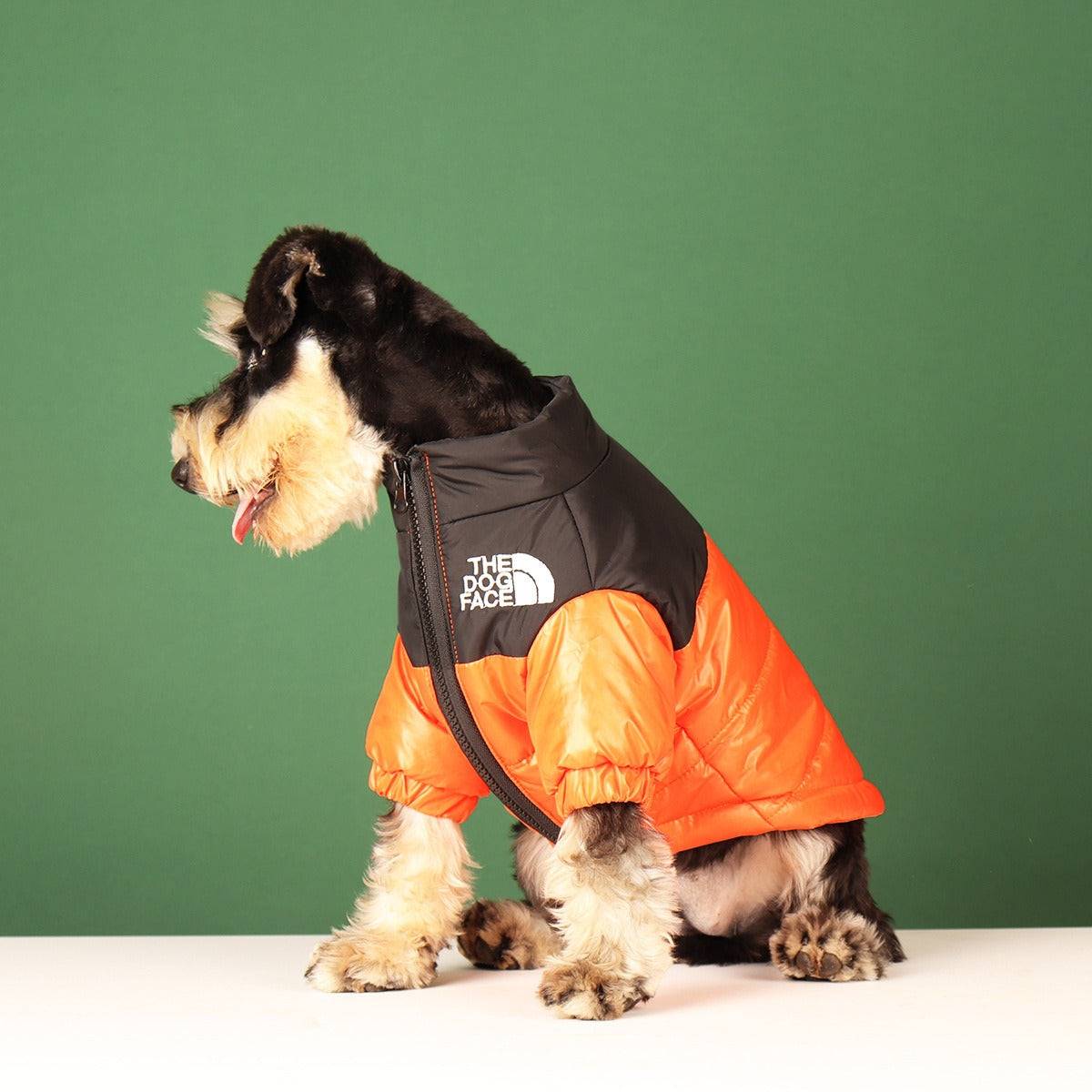 orange dog face jacket schnauzer facing sideways green background