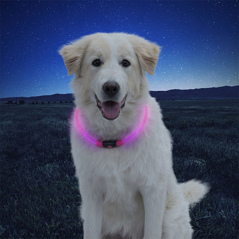 dog wearing pink glow collar night sky