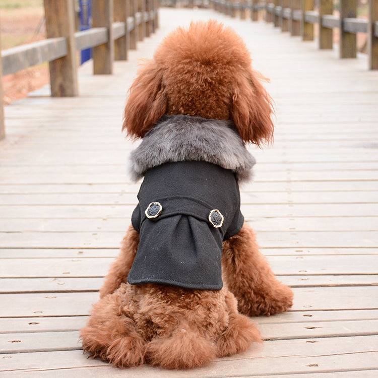 little dog black winter coat walkway