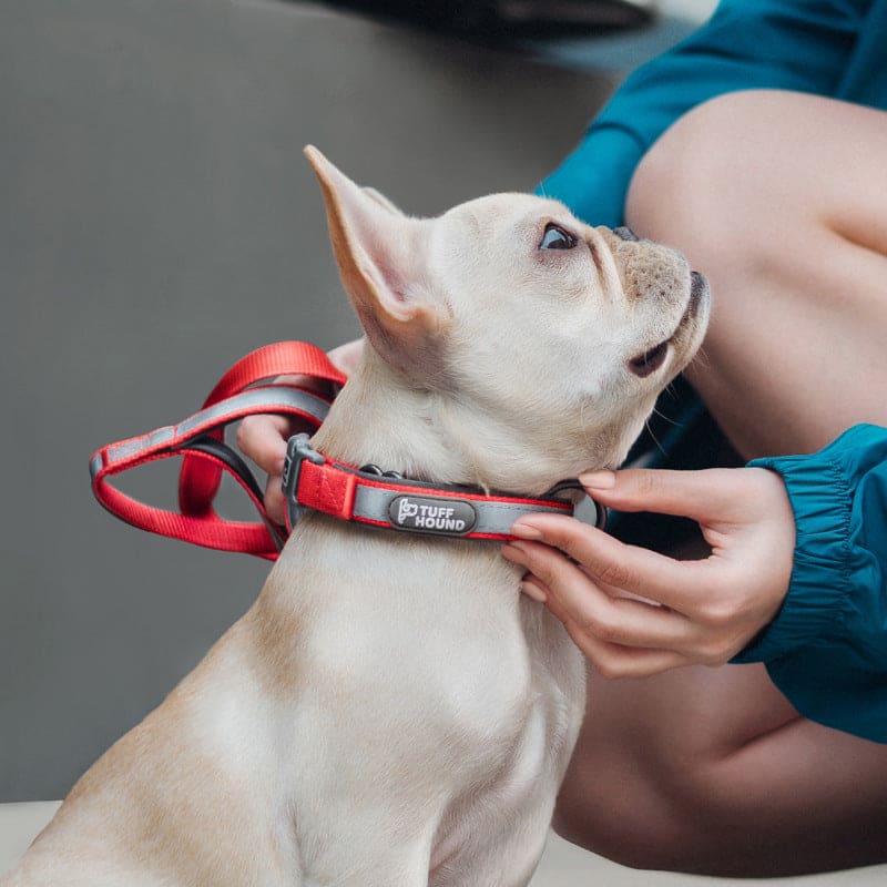 dog wearing red tuff hound leash