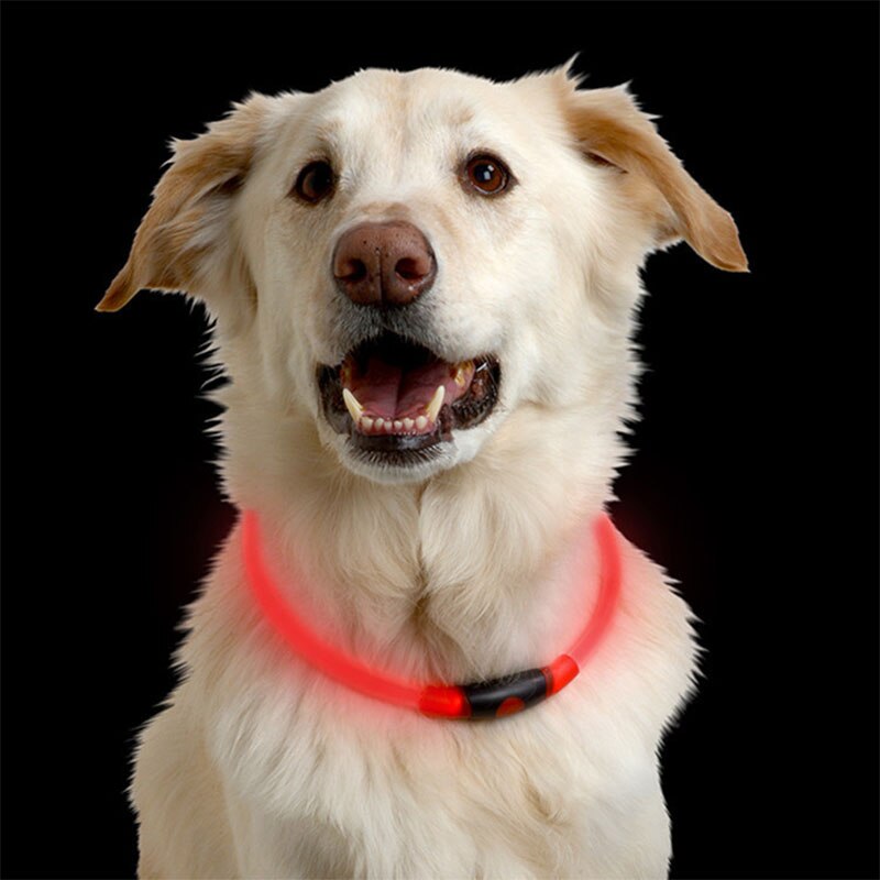 dog wearing red light glow collar black background