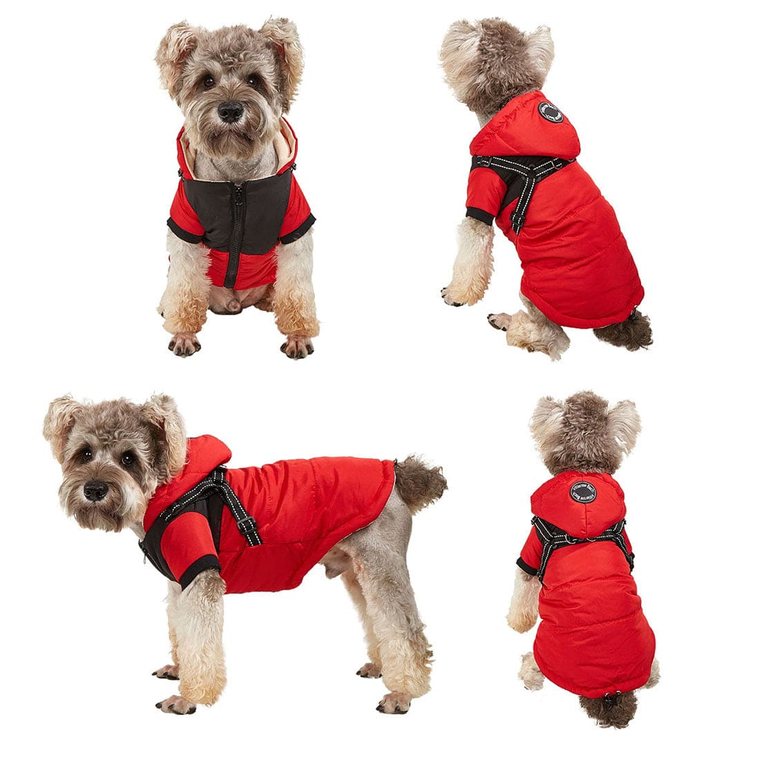 four pictures dog in red coat