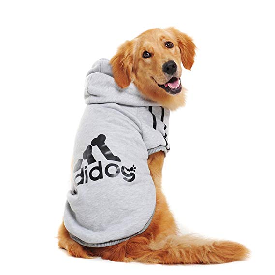 grey adidog sweater on lab