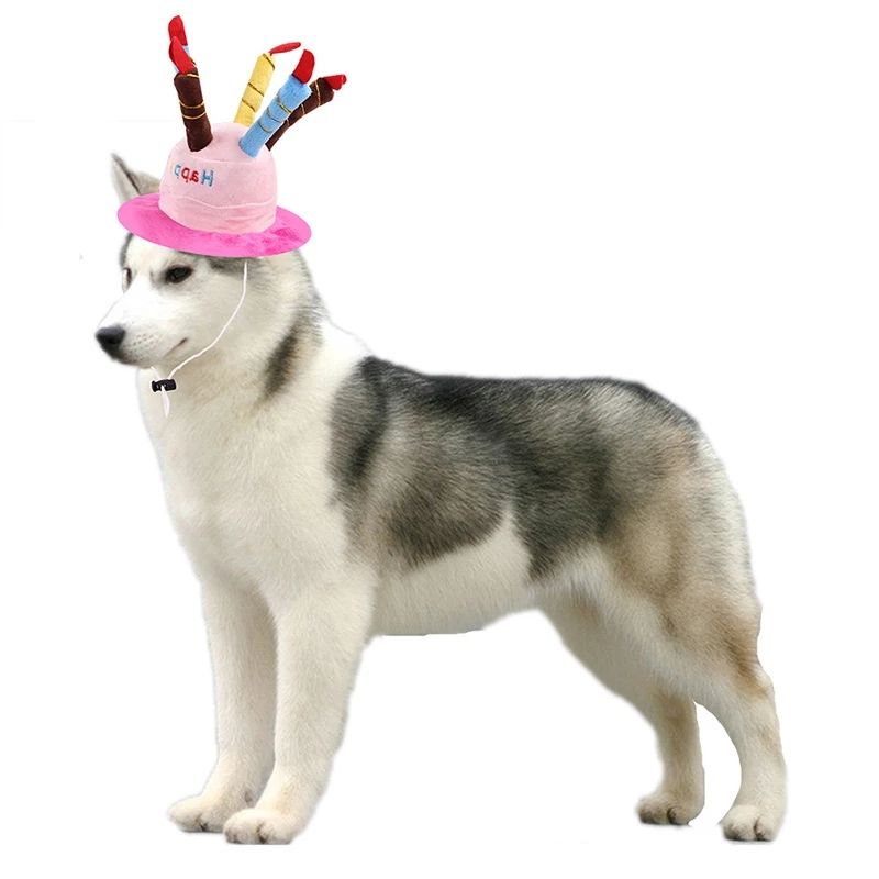 hunsky wearing dog birthday candle hat with white background