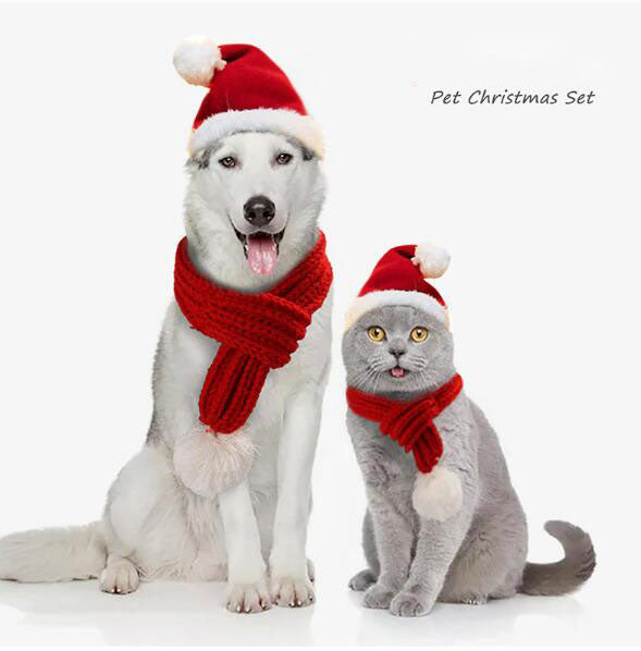 husky cat santa red scarf hat white ball white background