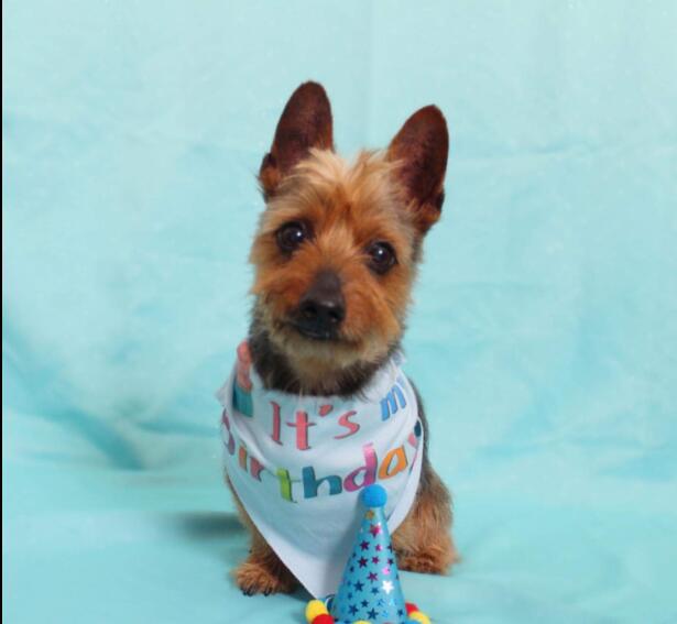 little terrier sitting blue background wearing birthday bandanna and hat