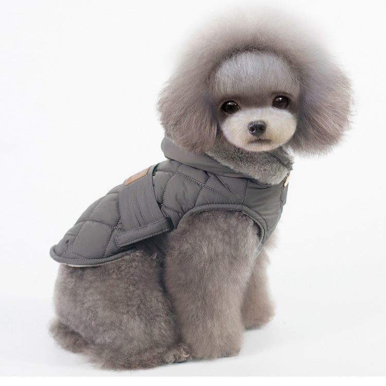 little grey dog in grey winter coat white background