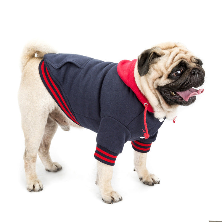 pug standing wearing navy blue sweater