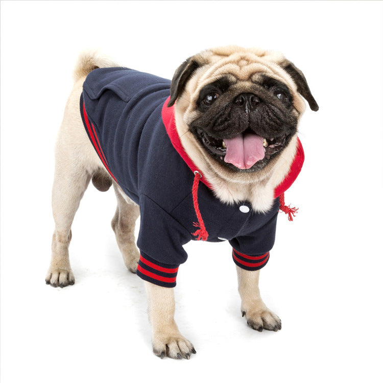 pug standing wearing cute navy blue sweater