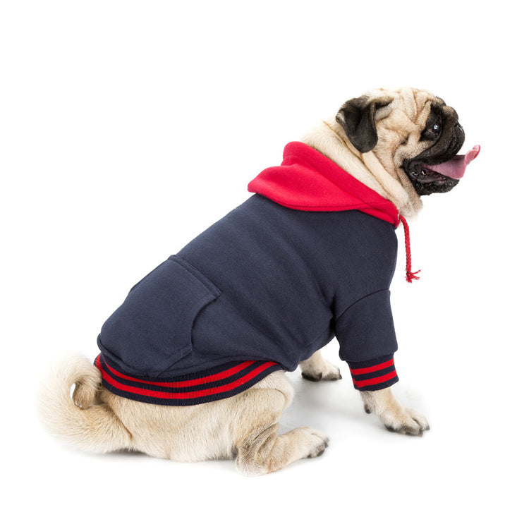 sitting pug wearing navy blue sweater