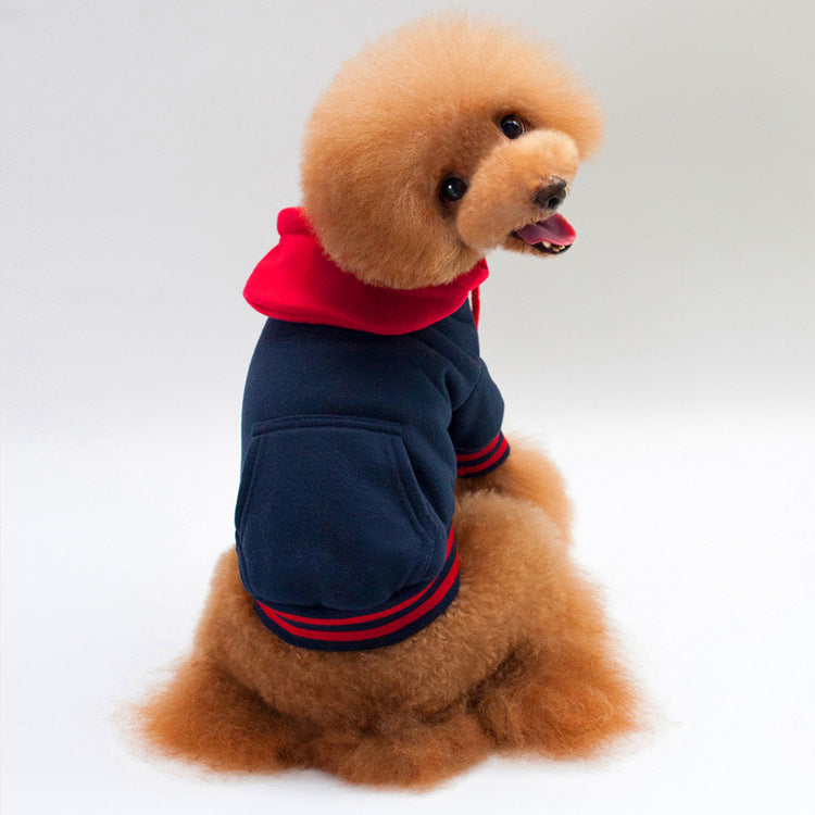 small dog sitting wearing navy sweater