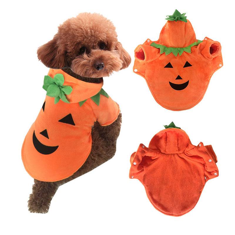 jack-o-lantern pumpkin outfit  small dog 