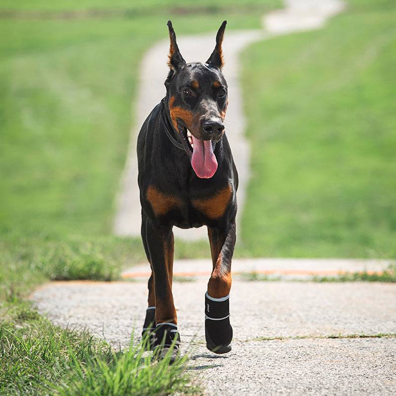 doberman walking pod black dog shoes sidewalk grass