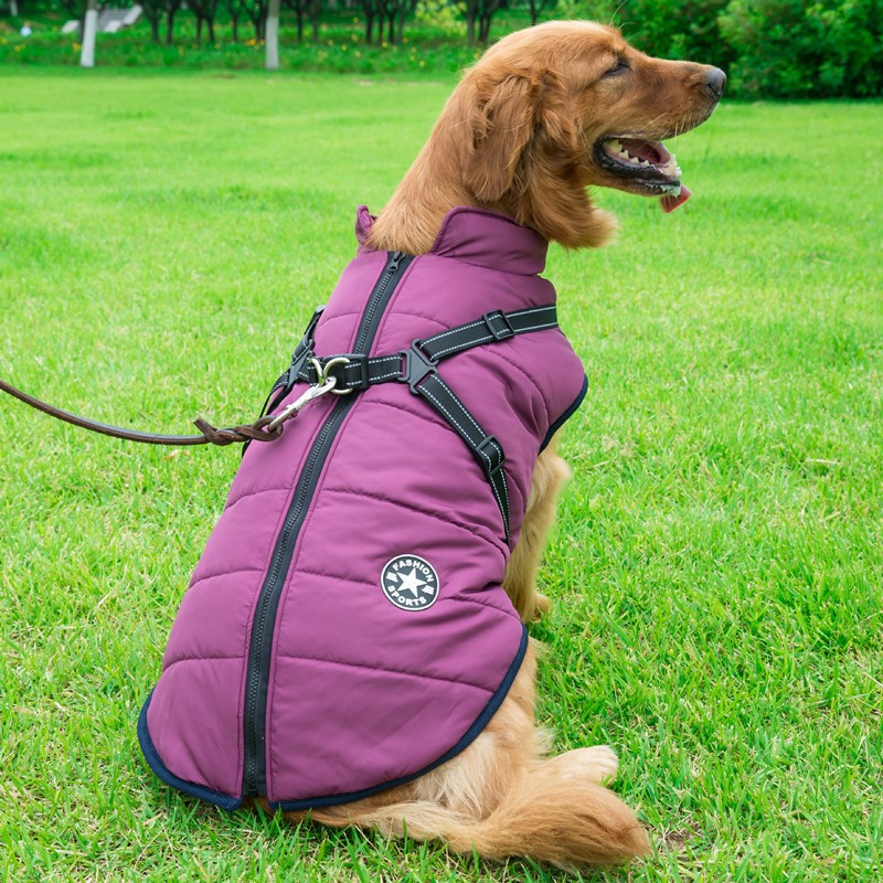 retriever sitting grass purple sports fashion dog coat