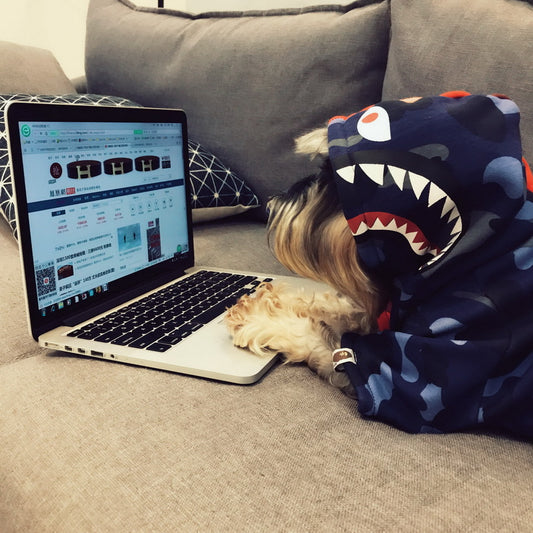 red blue shirt dog laying computer