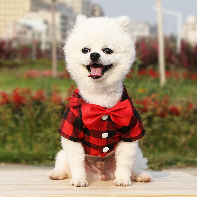 cute white dog wearing plaid shirt