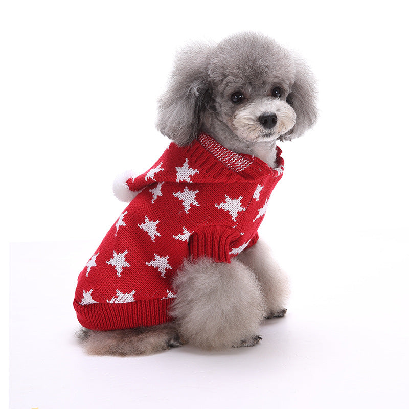 little dog red knitted sweater sitting sideways