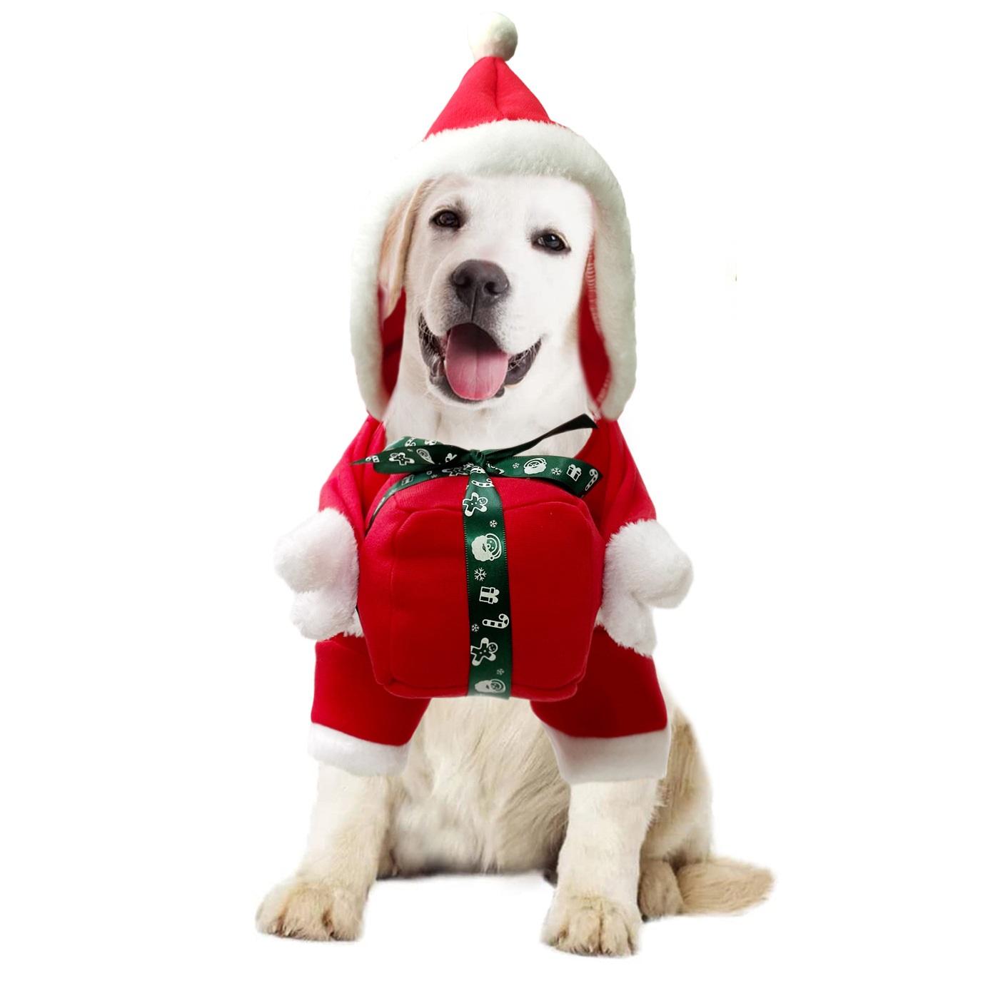 cute labrador in santa delivering present costume white background