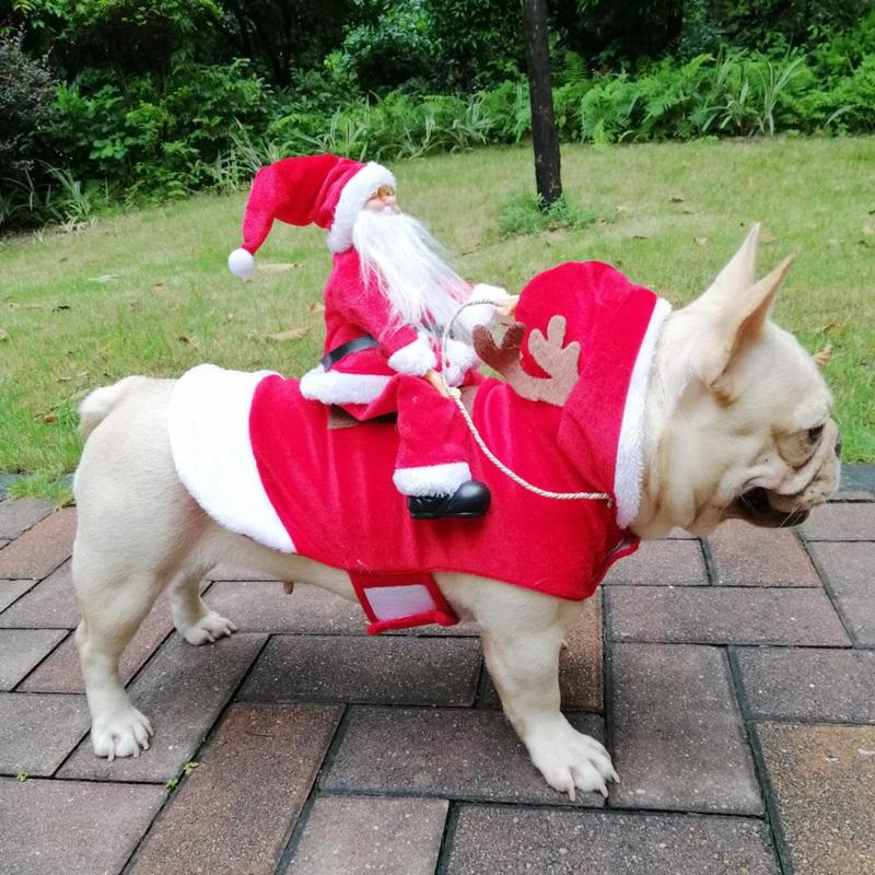 cute santa costume riding frenchy on sidewalk