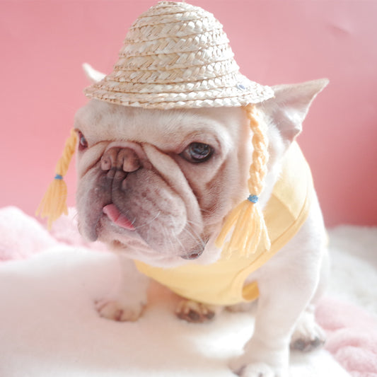 wrinkly french dog wearing braided sun hat fluffy white carpet pink background