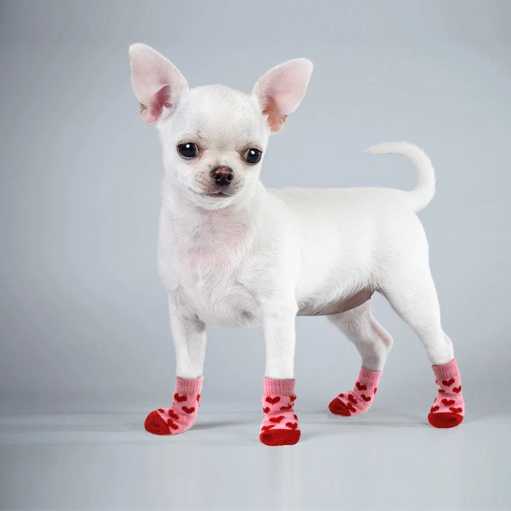 chihuahua wearing red socks cute white background